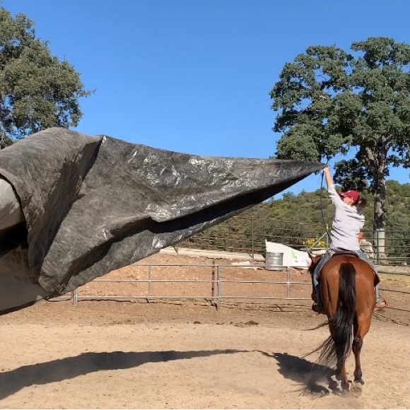 Meet your Posher, Bonnie - Picture 2 of 7